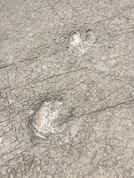 dinosaur tracks